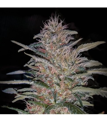 Critical N1 fem. Master Seeds