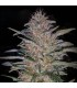 Critical N1 fem. Master Seeds
