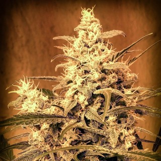 Auto Critical N1 fem. Master Seeds