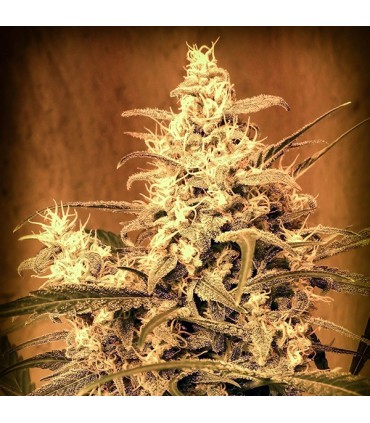 Auto Critical N1 fem. Master Seeds