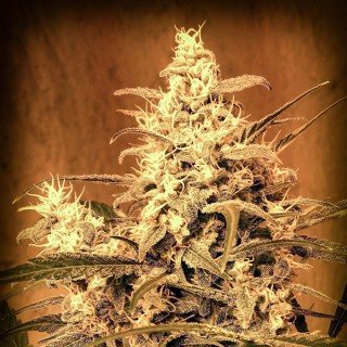 Auto Critical N1 fem. Master Seeds