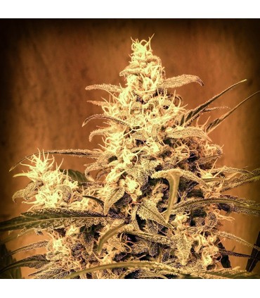 Auto Critical N1 fem. Master Seeds