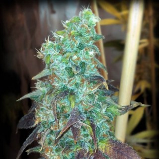 White Lemon fem. Master Seeds