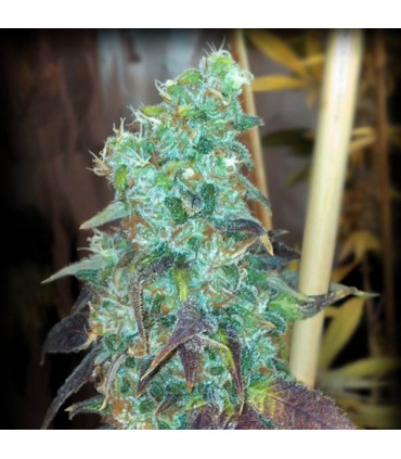 White Lemon fem. Master Seeds