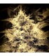 Auto White Lemon fem. Master Seeds