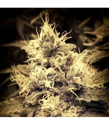 Auto White Lemon fem. Master Seeds