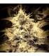 Auto White Lemon fem. Master Seeds