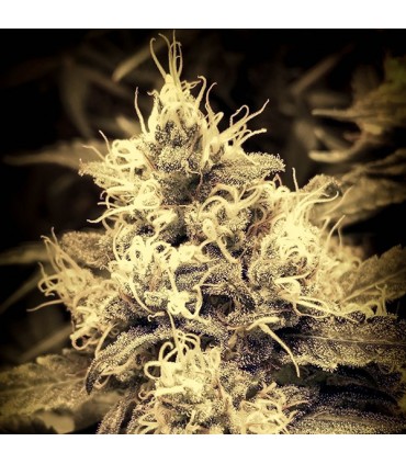 Auto White Lemon fem. Master Seeds