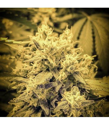 Master Skunk fem. Master Seeds