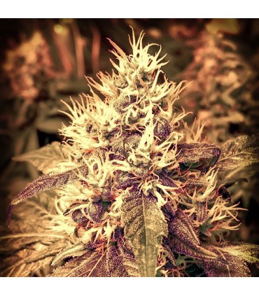 Auto Master Skunk fem. Master Seeds