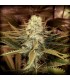 Tropical Mango fem. Master Seeds