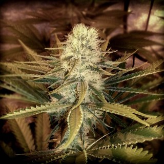 Tropical Mango fem. Master Seeds