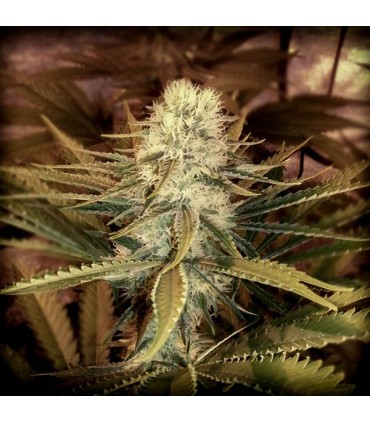 Tropical Mango fem. Master Seeds