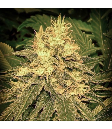 Auto Tropical Mango fem. Master Seeds