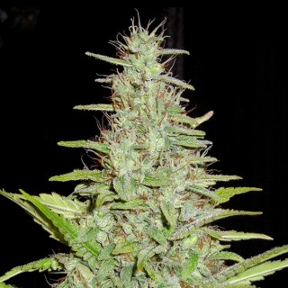 Matawidow 1 u. fem. Quercus Seeds