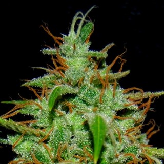 White Widow N17  1 u. fem. Quercus Seeds