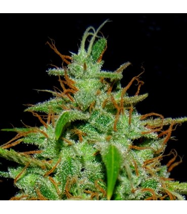 White Widow N17  1 u. fem. Quercus Seeds