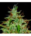 White Widow N17  1 u. fem. Quercus Seeds