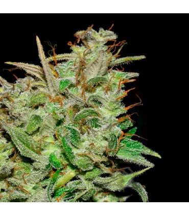 Hazemila 1 u. fem. Quercus Seeds