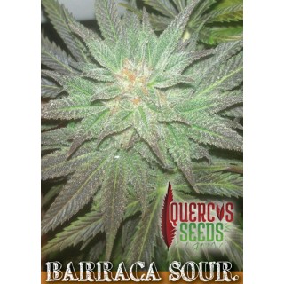 Barraca Sour 1 u. fem. Quercus Seeds