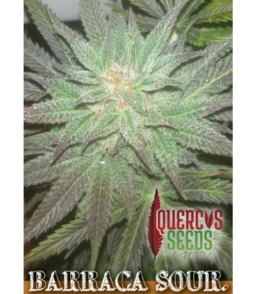 Barraca Sour 1 u. fem. Quercus Seeds