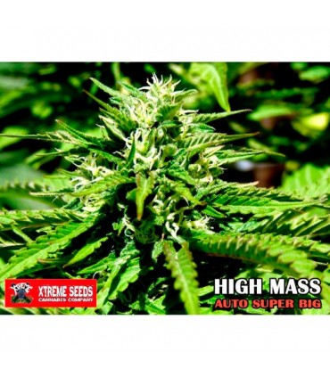 Auto Super Big High Mass 5 u. fem.  Xtreme Seeds