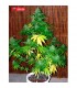 Auto Super Big High Ryder fem. Xtreme Seeds