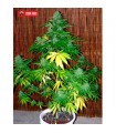 Auto Super Big High Ryder fem. Xtreme Seeds