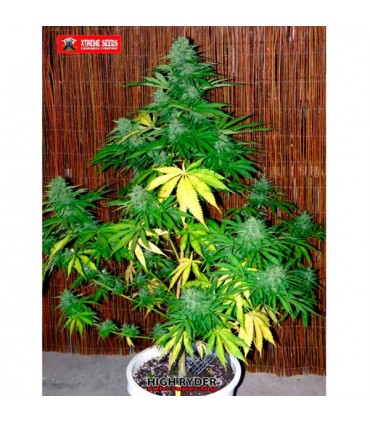 Auto Super Big High Ryder 5 u. fem.  Xtreme Seeds