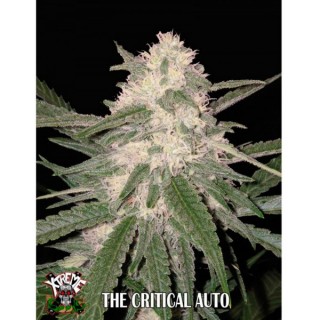 Auto The Critical fem. Xtreme Seeds