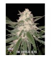 Auto The Critical fem. Xtreme Seeds