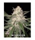 Auto The Critical 5 u. fem.  Xtreme Seeds