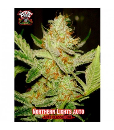 Auto Northern Lights 5 u. fem.  Xtreme Seeds