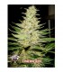 Auto Tangerine fem. Xtreme Seeds