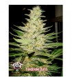 Auto Tangerine fem. Xtreme Seeds