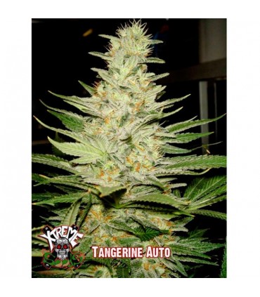 Auto Tangerine 5 u. fem.  Xtreme Seeds