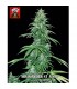 Auto Super Big Sour Ryder S1 fem. Xtreme Seeds