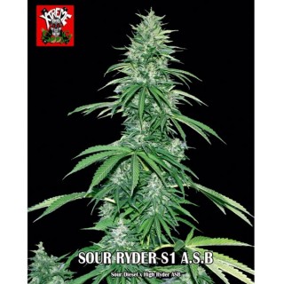 Auto Super Big Sour Ryder S1 fem. Xtreme Seeds