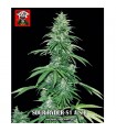 Auto Super Big Sour Ryder S1 fem. Xtreme Seeds