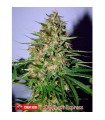 OG Kush Express fem. Xtreme Seeds