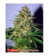 OG Kush Express 5 u. fem. Xtreme Seeds