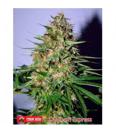 OG Kush Express 5 u. fem. Xtreme Seeds