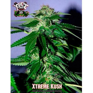 Xtreme Kush fem. Xtreme Seeds