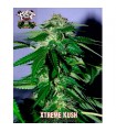 Xtreme Kush fem. Xtreme Seeds