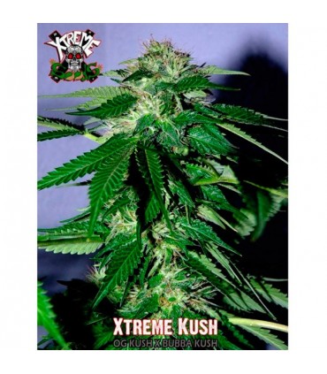 Xtreme Kush 3 u. fem. Xtreme Seeds