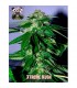 Xtreme Kush 5 u. fem. Xtreme Seeds