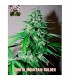 South Mountain Golden fem. Xtreme Seeds