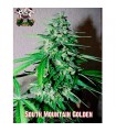 South Mountain Golden fem. Xtreme Seeds