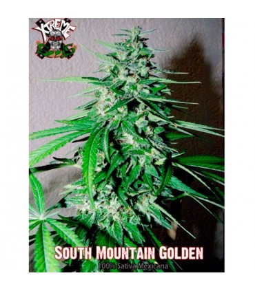 South Mountain Golden 3 u. fem. Xtreme Seeds