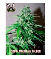 South Mountain Golden 3 u. fem. Xtreme Seeds